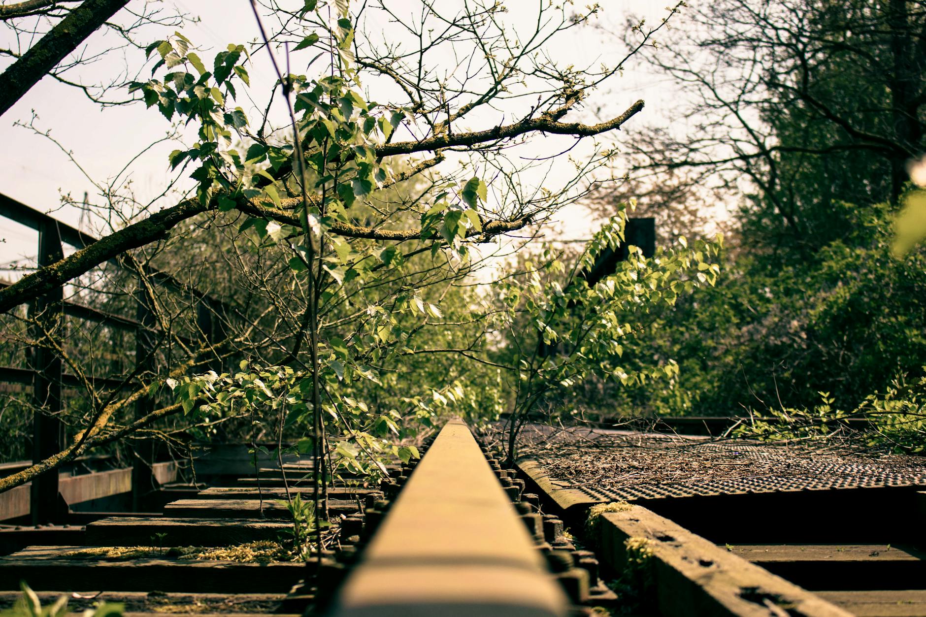 Overgrown train tracks symbolizing a forgotten past.