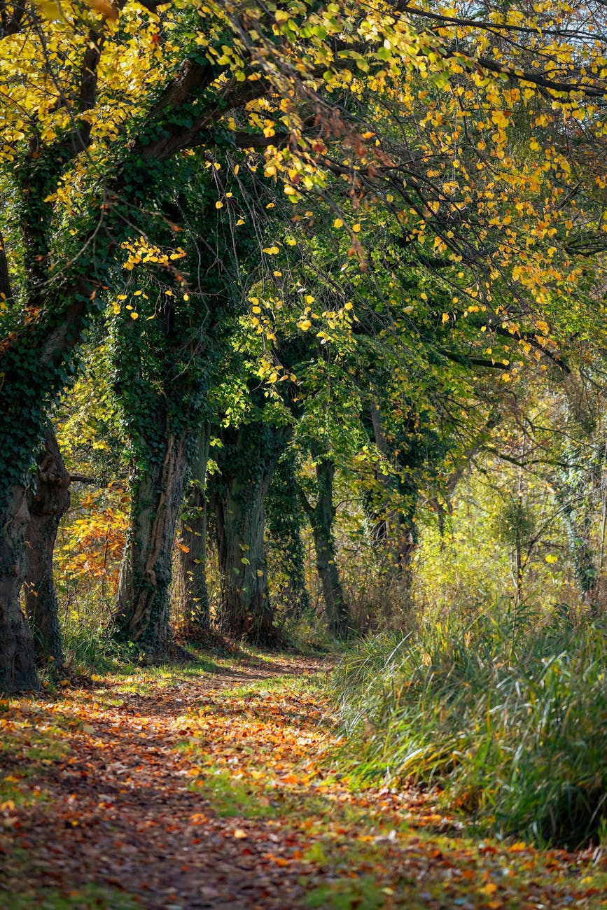 A path leading through a vibrant autumn forest, bathed in golden light.