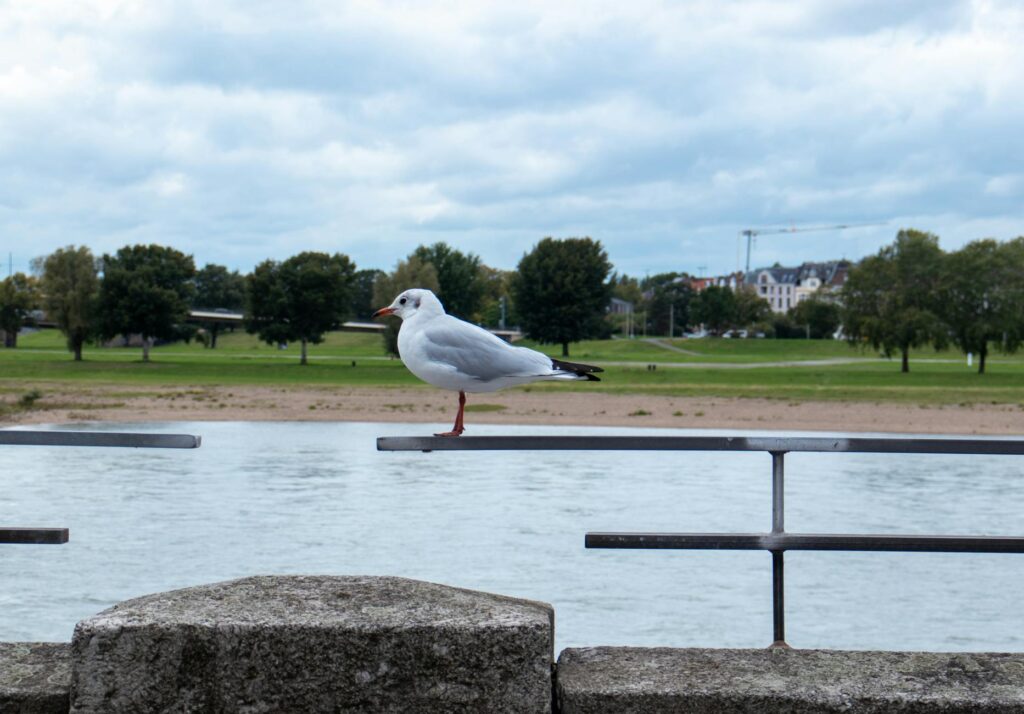 A woman with long flowing hair sings a beautiful melody by the riverbank.
