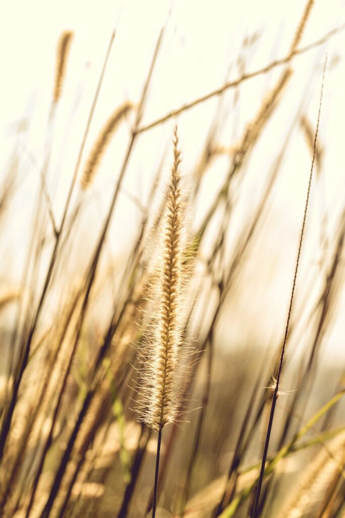 A golden wheat field stretches towards a cascading waterfall under a vibrant sky.